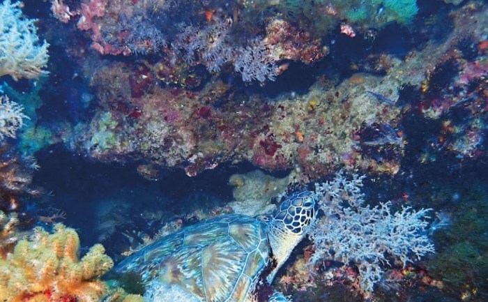 海龜湯