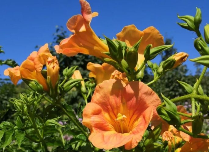 凌霄花 凌霄花