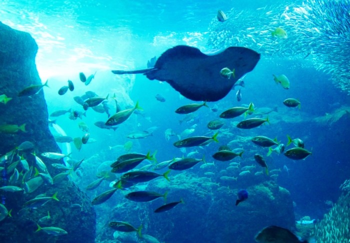 江之島水族館 江之島水族館