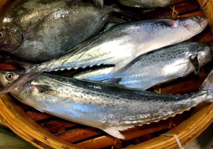 馬加魚 馬加魚
