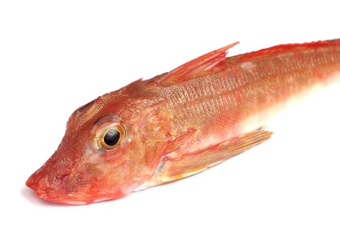 魴魚 魴魚