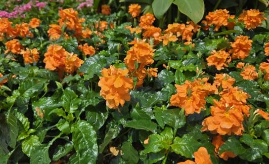 鳥尾花 鳥尾花