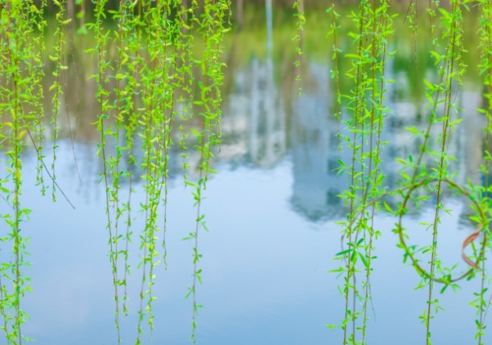 柳樹 柳樹