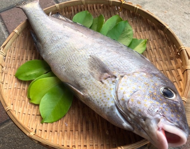 加志魚 加志魚