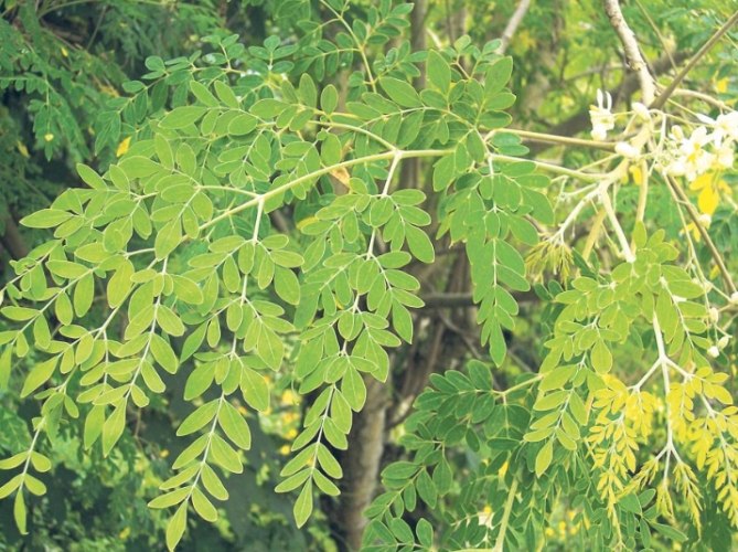辣木葉功效 辣木葉功效