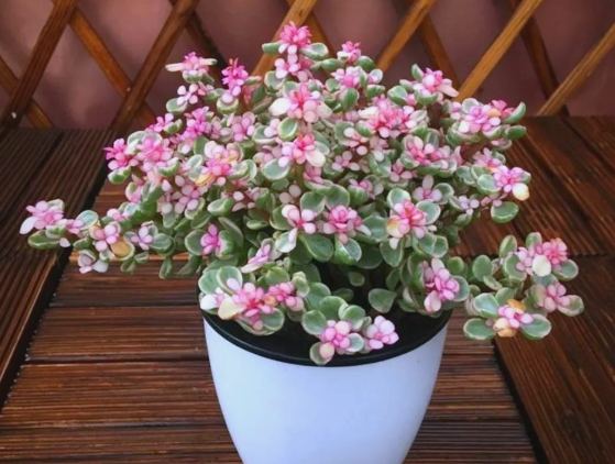 金枝玉葉植物 金枝玉葉植物