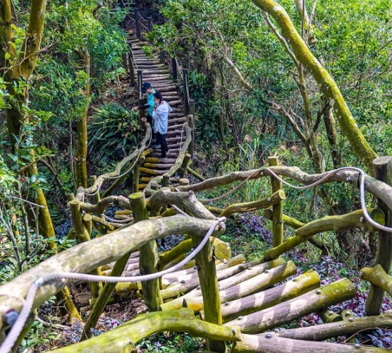 大坑三號登山步道 大坑三號登山步道