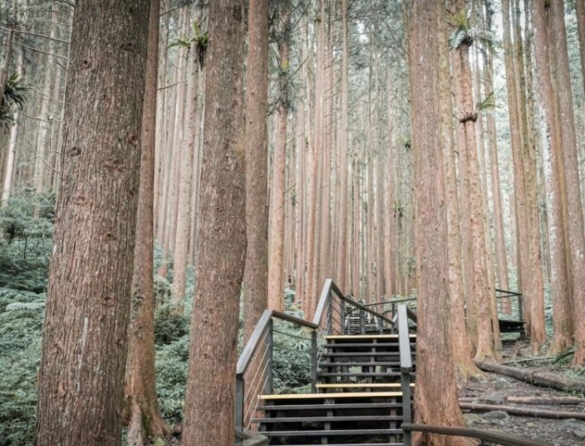 奮起湖杉林步道