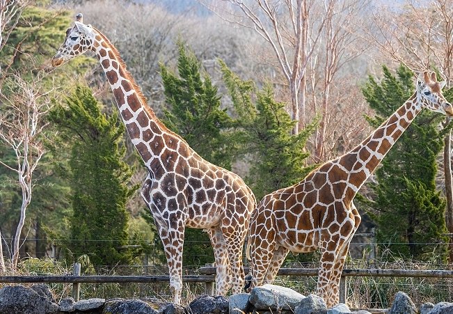 富士野生動物園 富士野生動物園