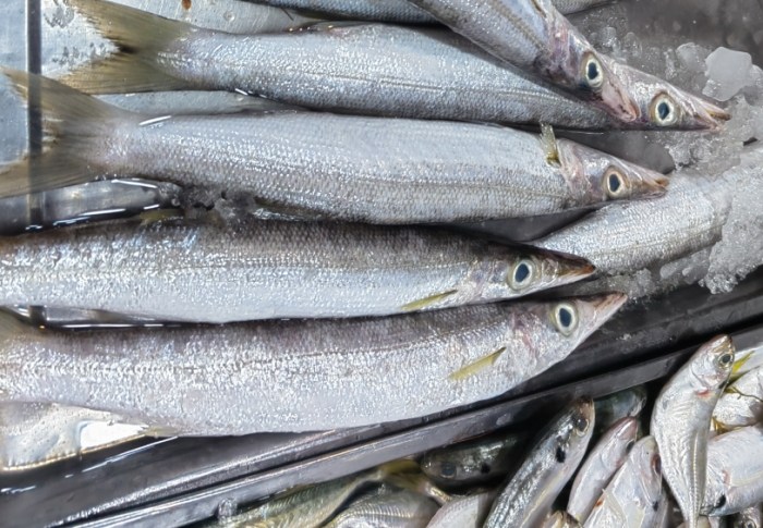 沙腸魚 沙腸魚