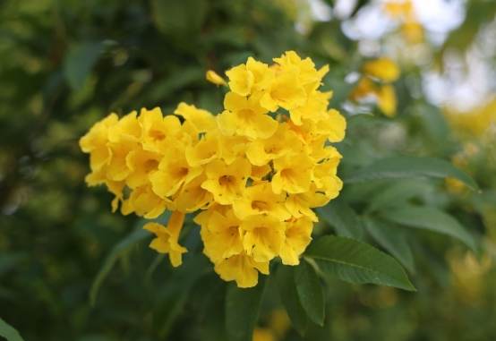黃鐘花 黃鐘花