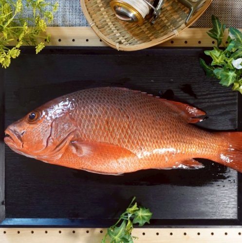 紅糟魚