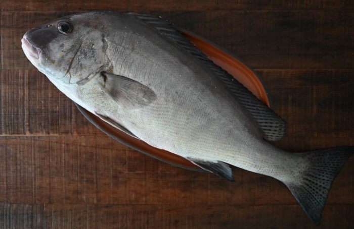 加志魚 加志魚