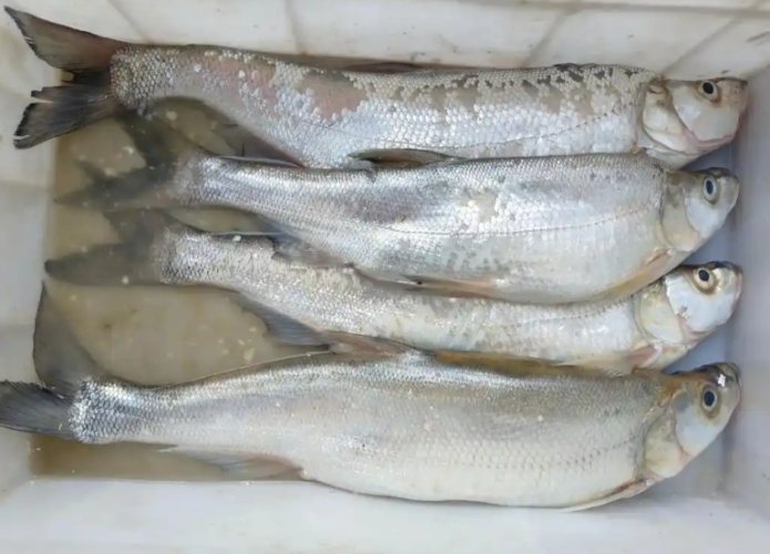 白口魚 白口魚