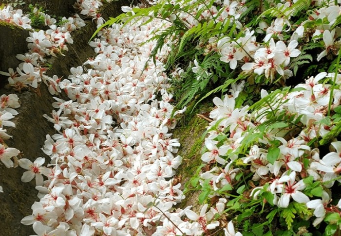 油桐花秘境 油桐花秘境