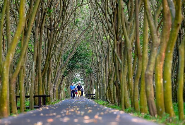 溪州公園森林區 溪州公園森林區
