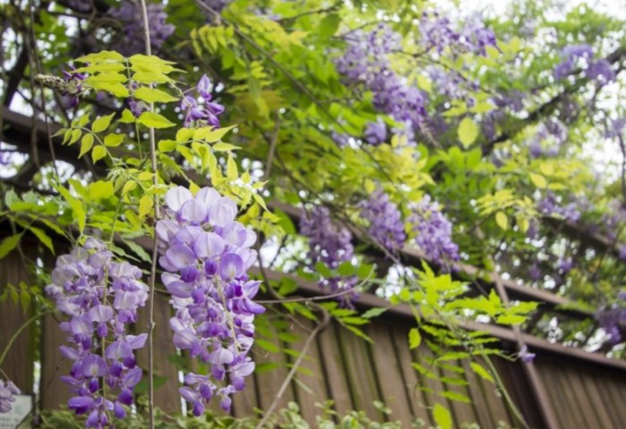 台北花卉村