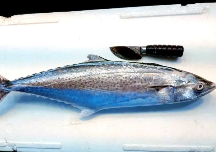 馬加魚 馬加魚