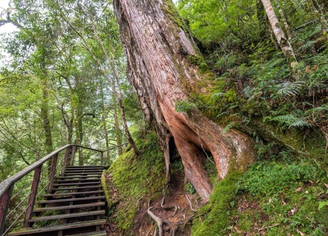 拉拉山國家森林遊樂區 拉拉山國家森林遊樂區