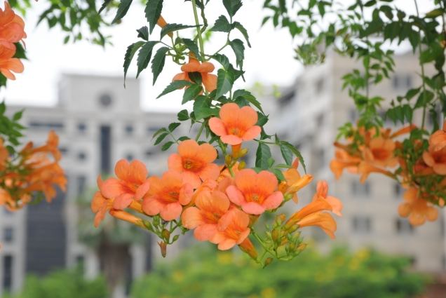 凌霄花 凌霄花