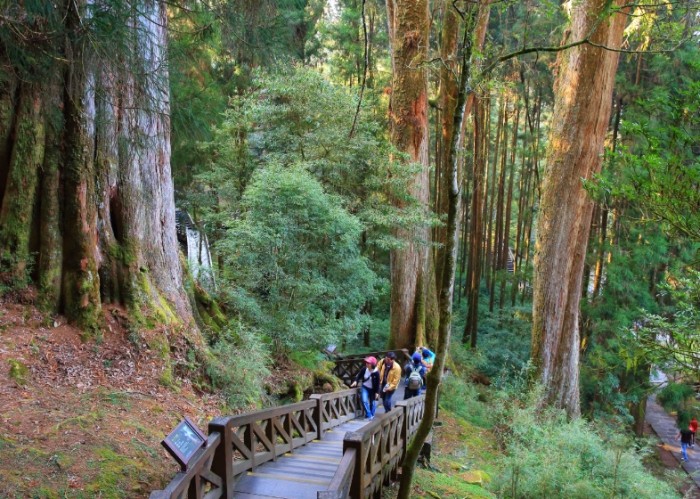 阿里山步道 阿里山步道