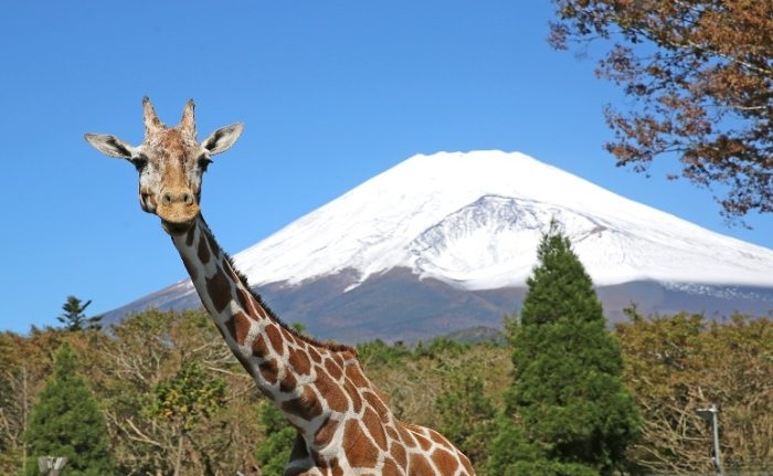富士野生動物園 富士野生動物園