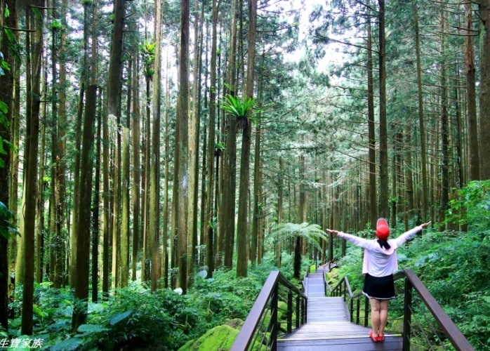 奮起湖杉林步道