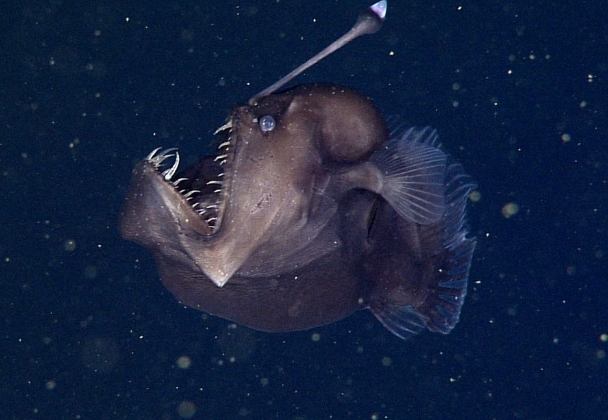 安康魚