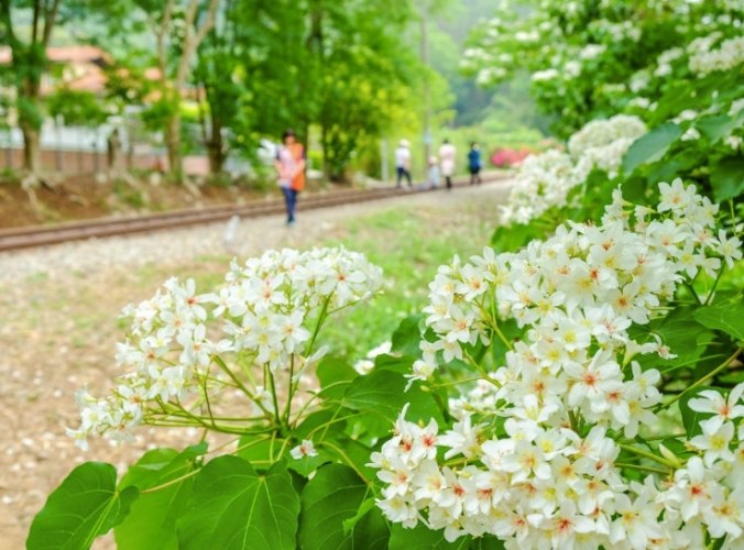 神棹山桐花步道 神棹山桐花步道