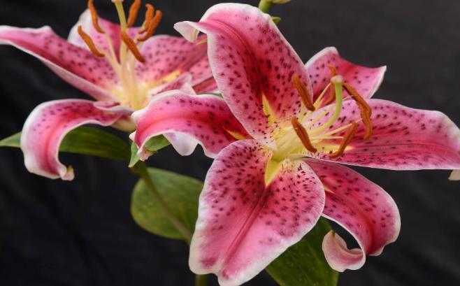 百合花語 百合花語