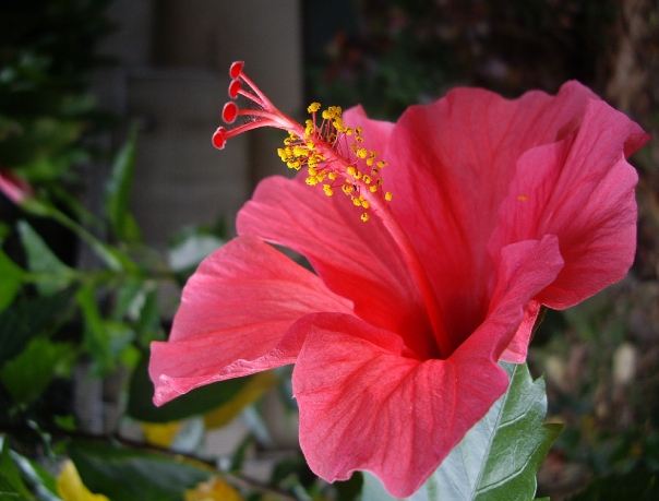 朱槿花語 朱槿花語
