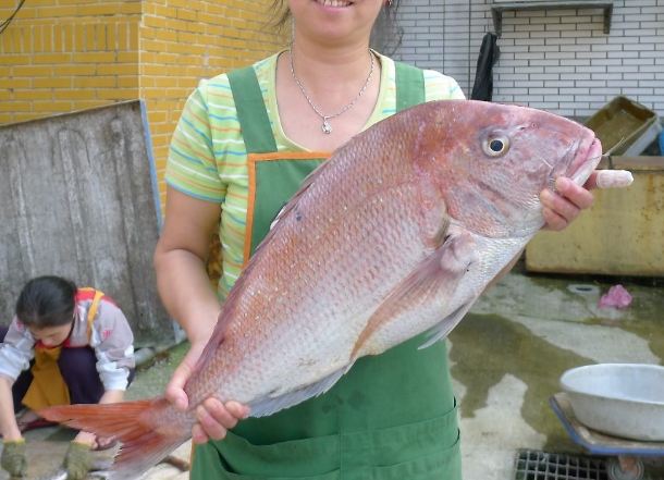 嘉臘魚 嘉臘魚
