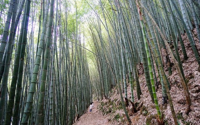瑞里風景區 瑞里風景區