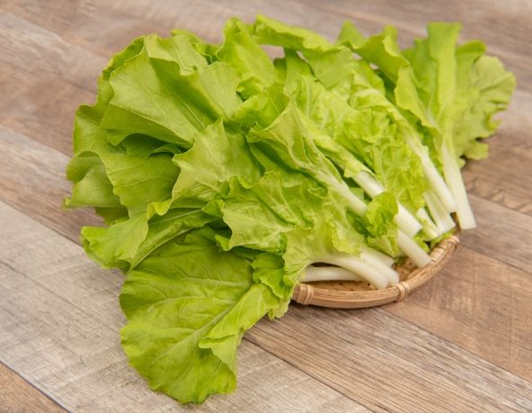 小白菜種植 小白菜種植