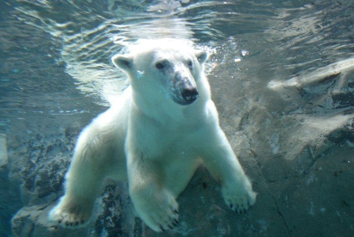 旭川市旭山動物園 旭川市旭山動物園