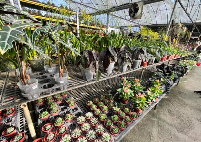 百木達景觀休閒花市 百木達景觀休閒花市