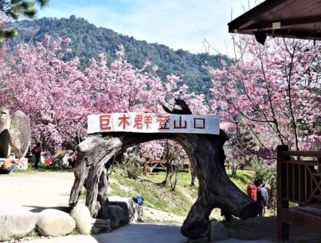 司馬庫斯一日遊 司馬庫斯一日遊