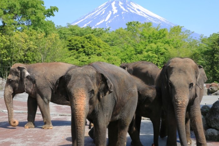 富士野生動物園 富士野生動物園