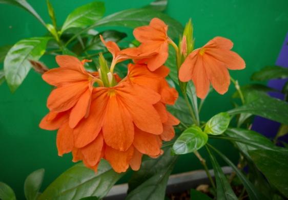 鳥尾花 鳥尾花