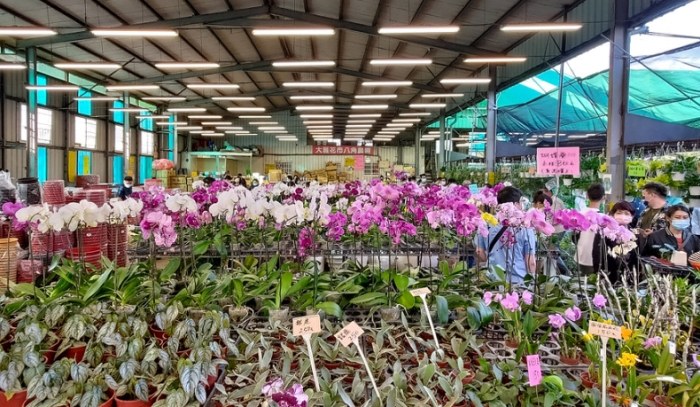 八角花市 八角花市