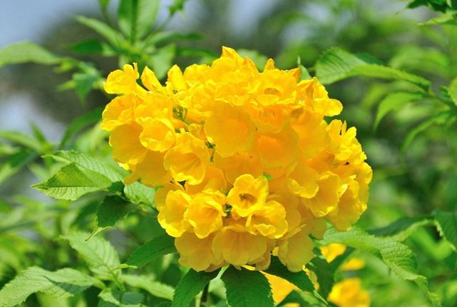 黃鐘花 黃鐘花