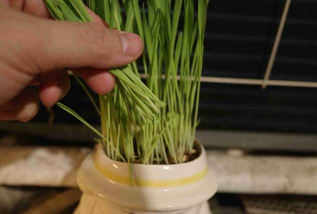 貓草種植 貓草種植