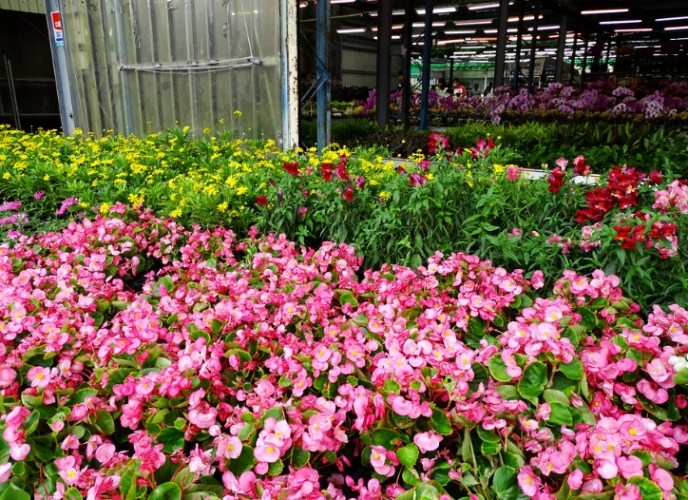 三峽花市 三峽花市