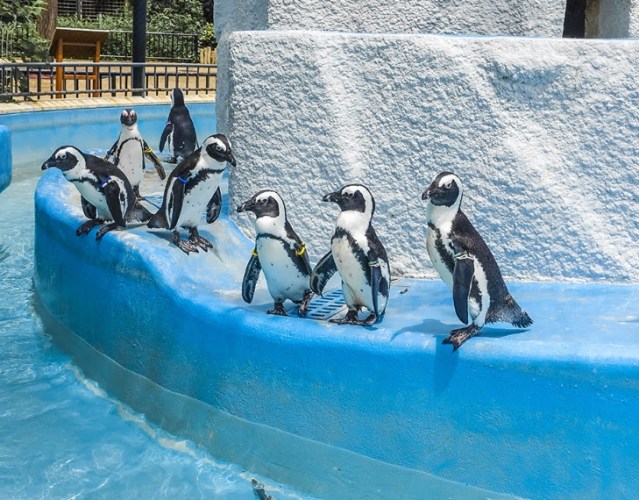 上野動物園 上野動物園