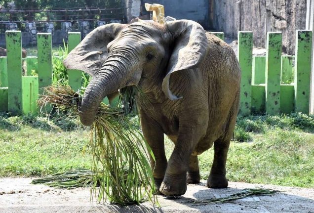 高雄壽山動物園 高雄壽山動物園