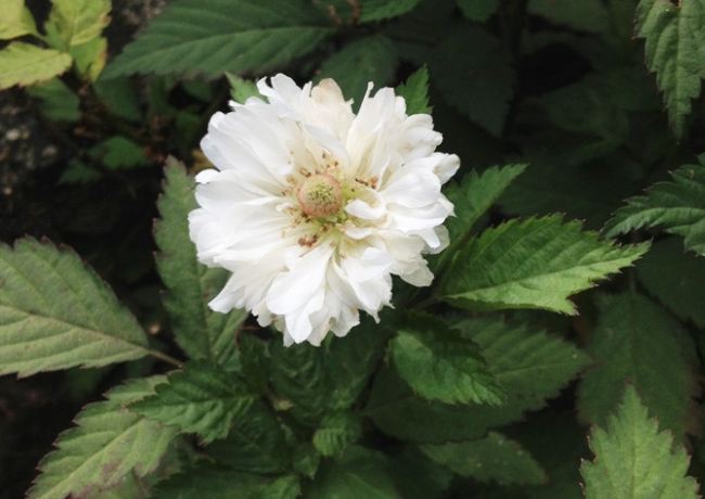 荼蘼花語 荼蘼花語