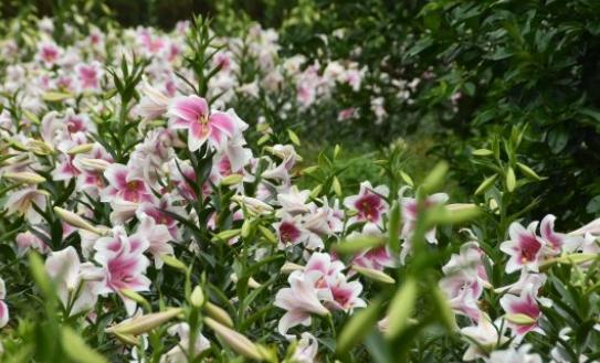 淡水花市 淡水花市
