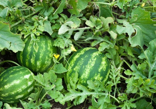 西瓜種植 西瓜種植