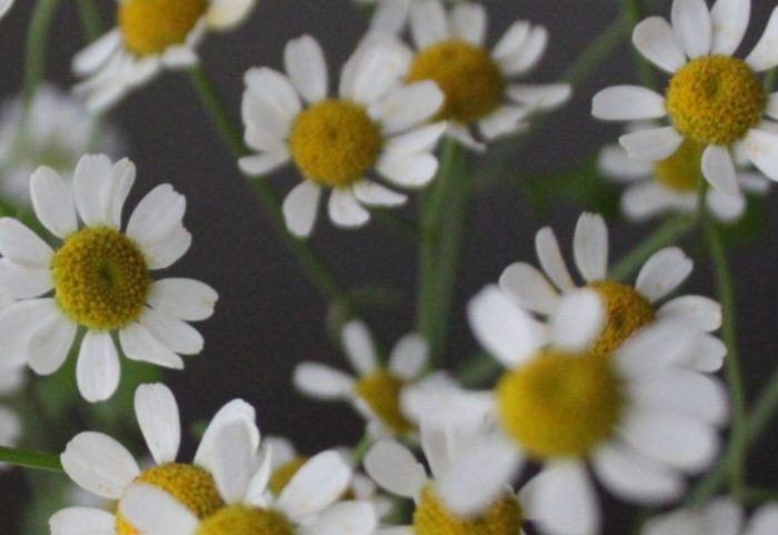 洋甘菊花語 洋甘菊花語
