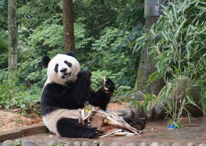 木柵動物園熊貓 木柵動物園熊貓